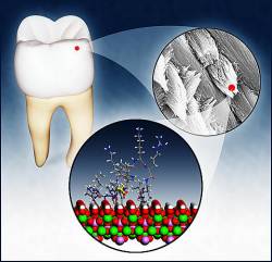 diente1 Esmalte dental